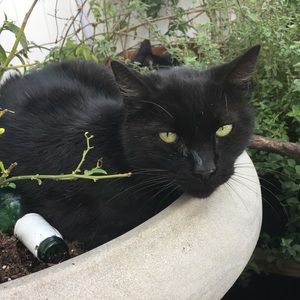 Meet your Posher, Prisila